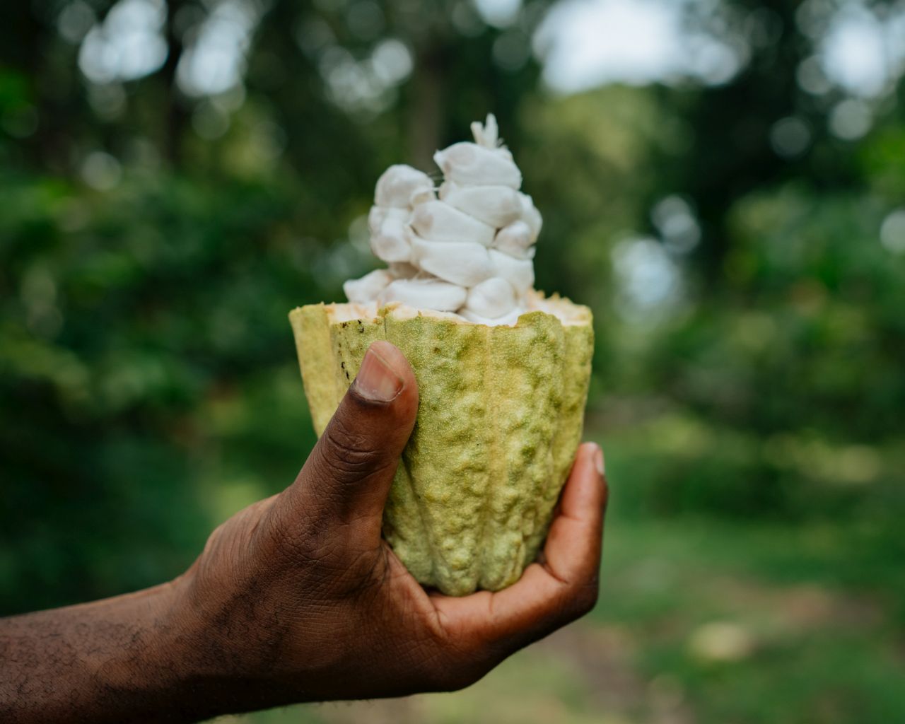 Cocoa and Coffee Farm Tour